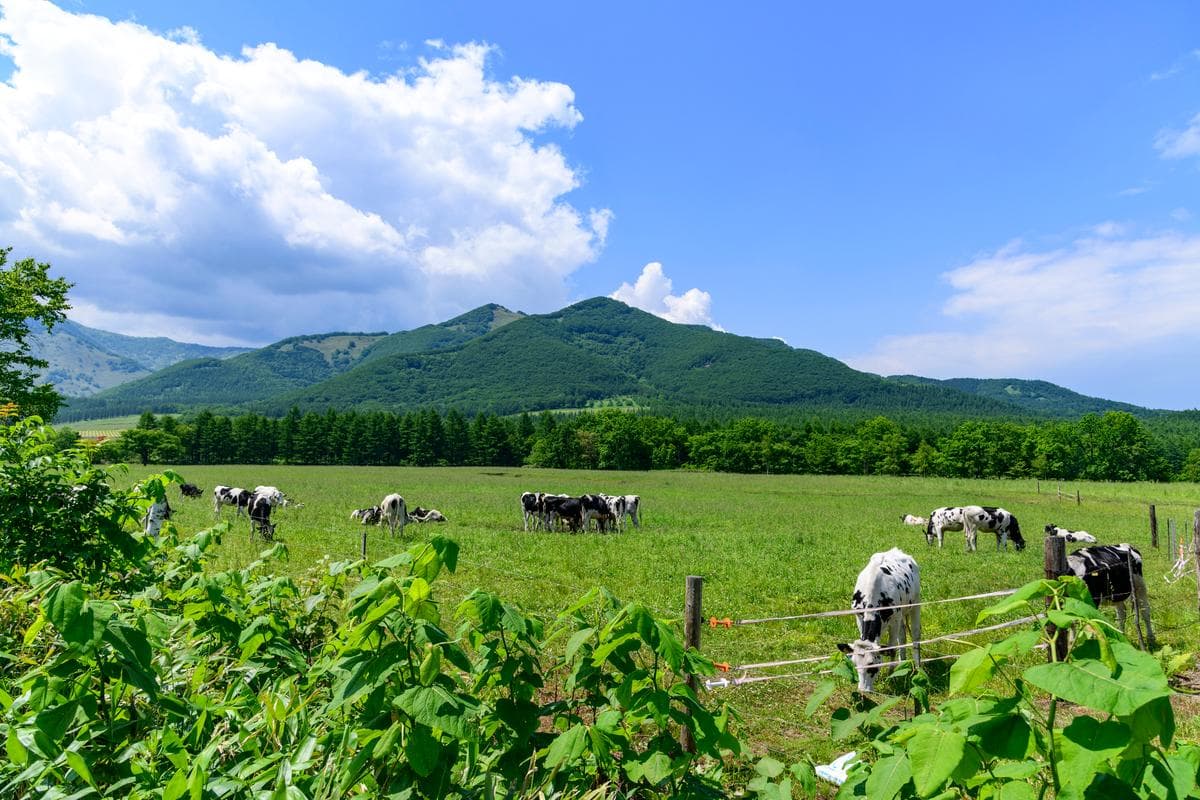 牧場の風景