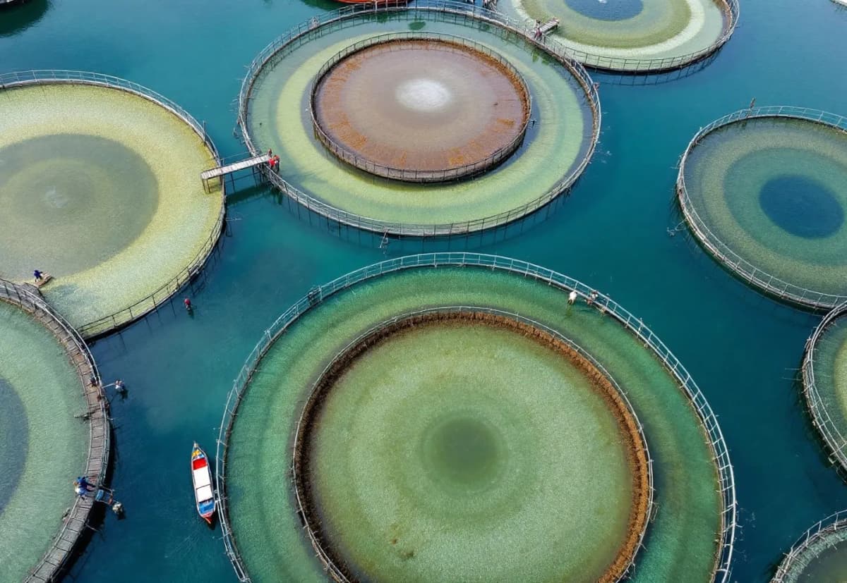 エビ養殖成功の鍵は溶存酸素管理|自給率4.2%と陸上養殖